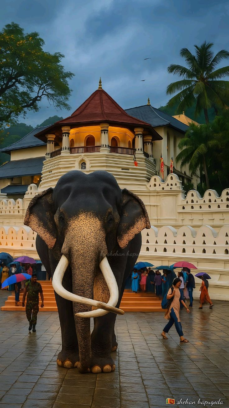 Ceremonial tusker elephant in front of the Temple of the Sacred Tooth Relic in Kandy
